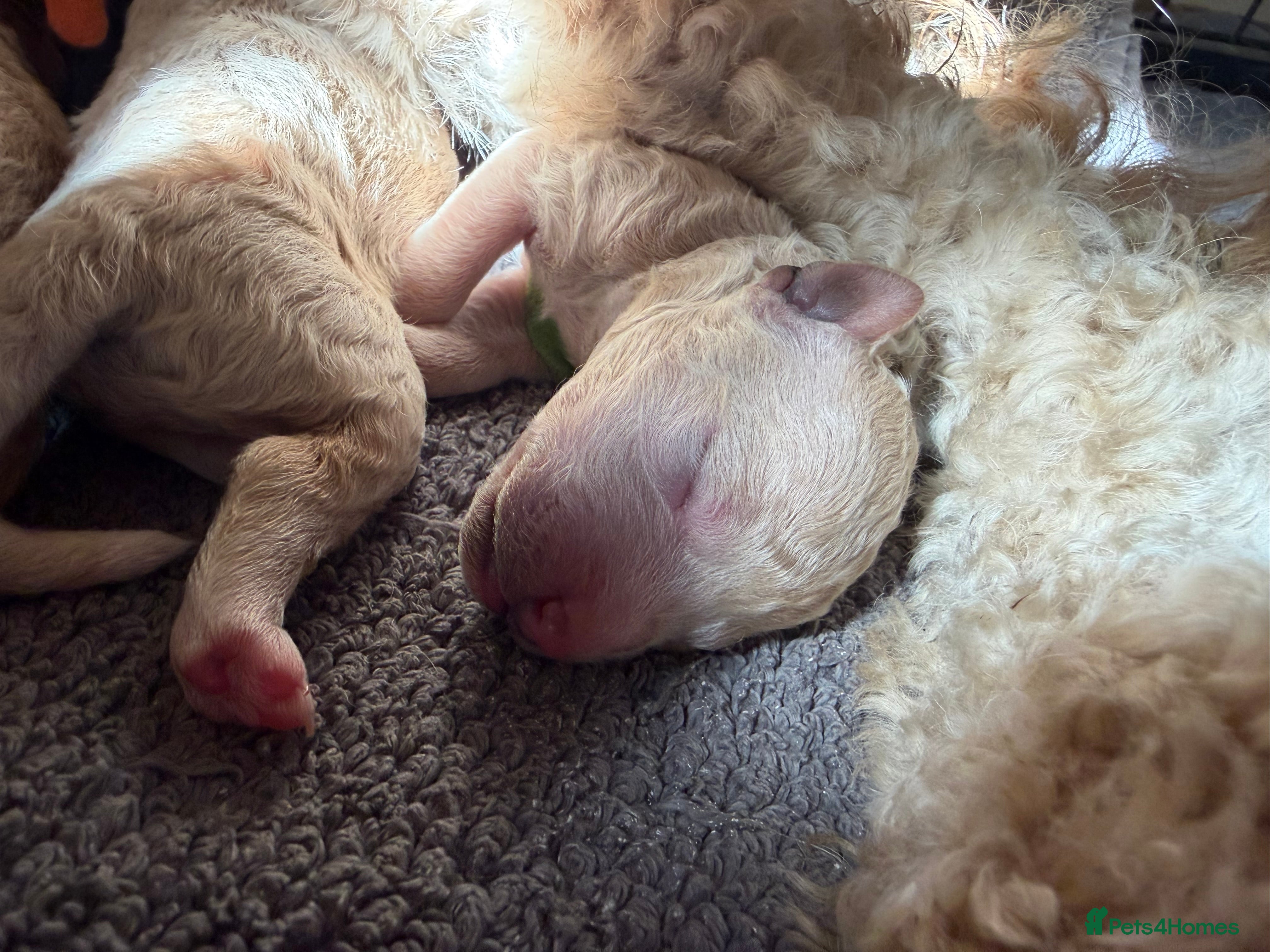 Australian Labradoodle dogs Australian double doodle puppies expected  - Advert 2