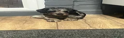 Cockapoo dogs for sale: Beautiful Merle cockapoos  in Orpington - Advert 7