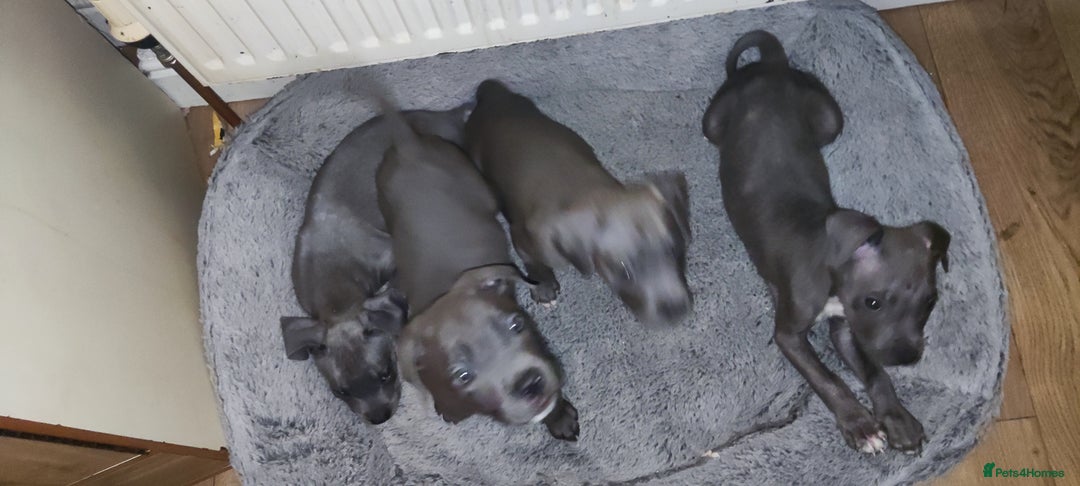 Mixed Breed dogs for sale: Caine corso/ American bully 10 weeks - Advert 11
