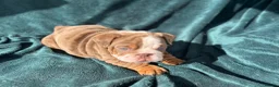 English Bulldog dogs for sale: 🌟 Quality English Bulldog Puppies ⭐️  - Advert 4