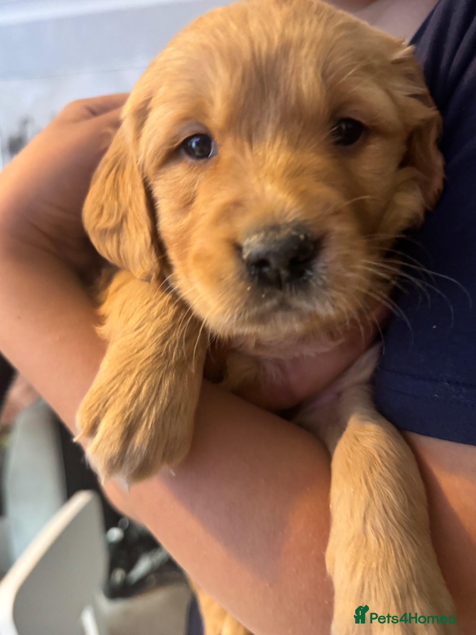 Golden Retriever dogs 8 exceptional Golden Retriever  - Advert 1