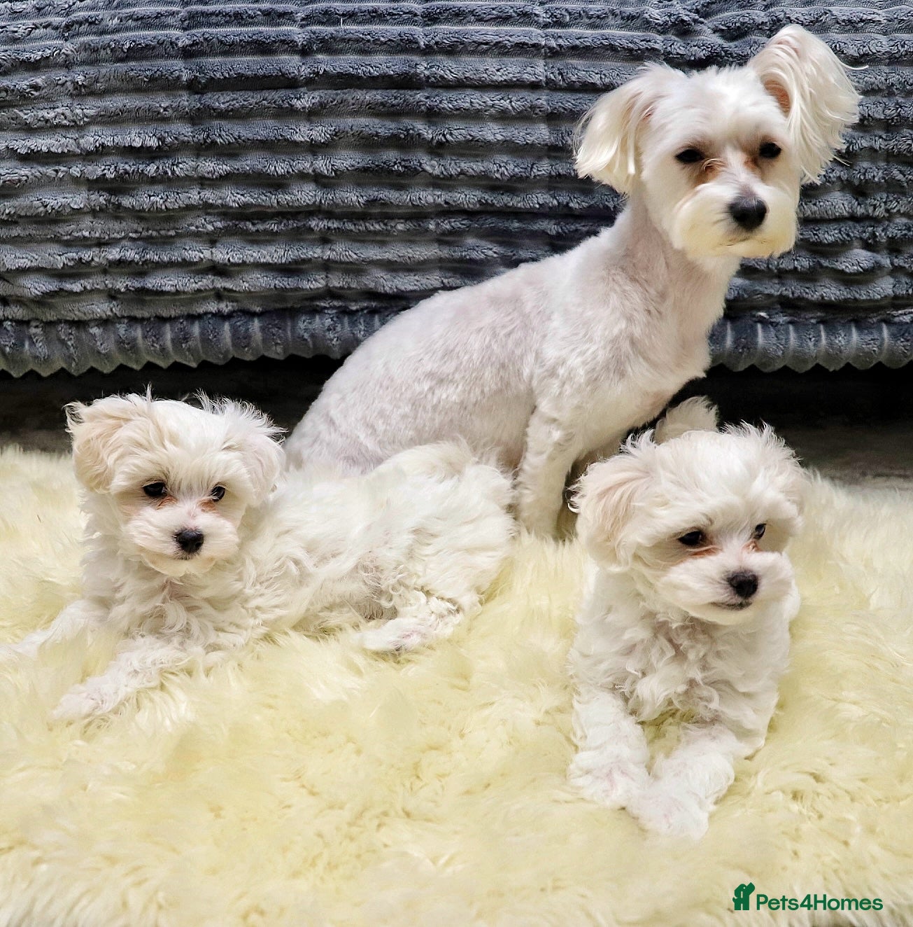 Maltese dogs Gorgeous Maltese puppies - Advert 11