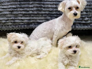 Maltese dogs Gorgeous Maltese puppies - Advert 18