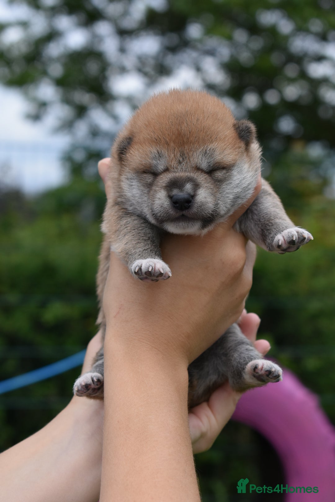 Japanese Shiba Inu dogs for sale: Beautiful Japanese Shiba Inu Puppies - Image 27