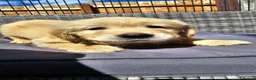 Golden Retriever dogs for sale: 3x KC golden retriever pups, ready 22nd June - Advert 15