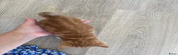 Mixed Breed cats for sale: 4 Ginger Male Kittens from 7th of September  in London - Advert 19