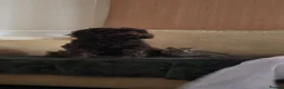 British Shorthair cats for sale: 3 Beautiful kittens  in Wickford - Advert 9