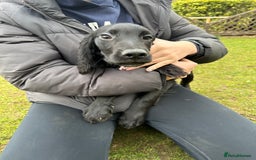 Cocker Spaniel dogs for sale: Working cocker spaniels puppies  - Image 14