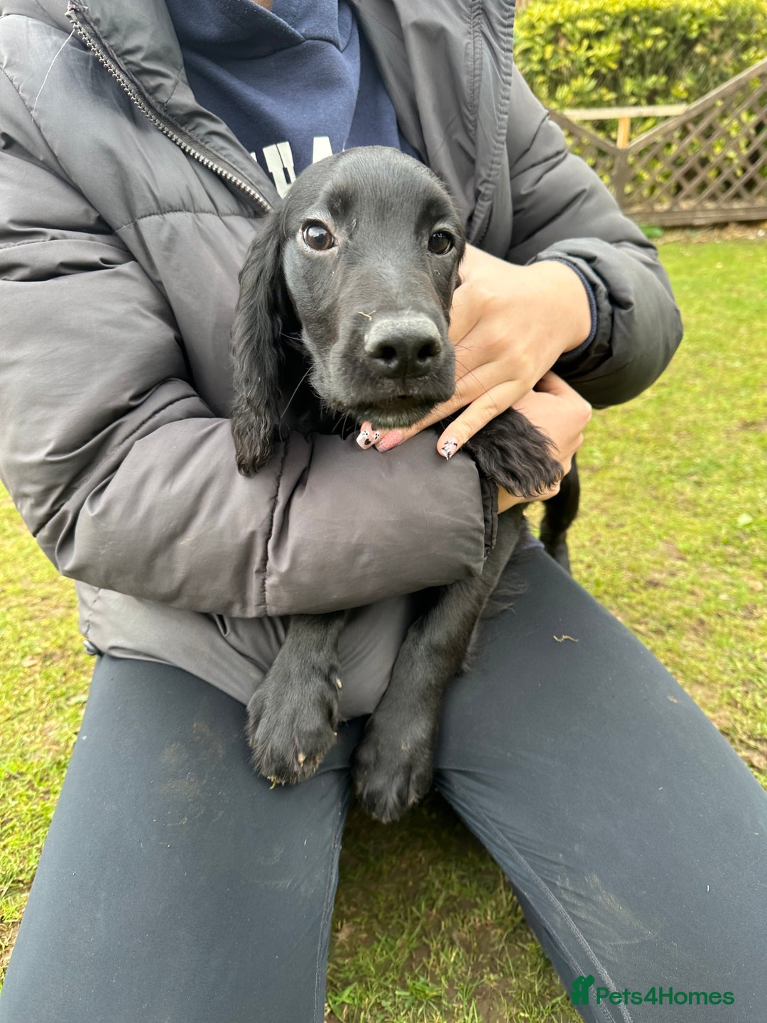 Cocker Spaniel dogs for sale: Working cocker spaniels puppies  - Image 14