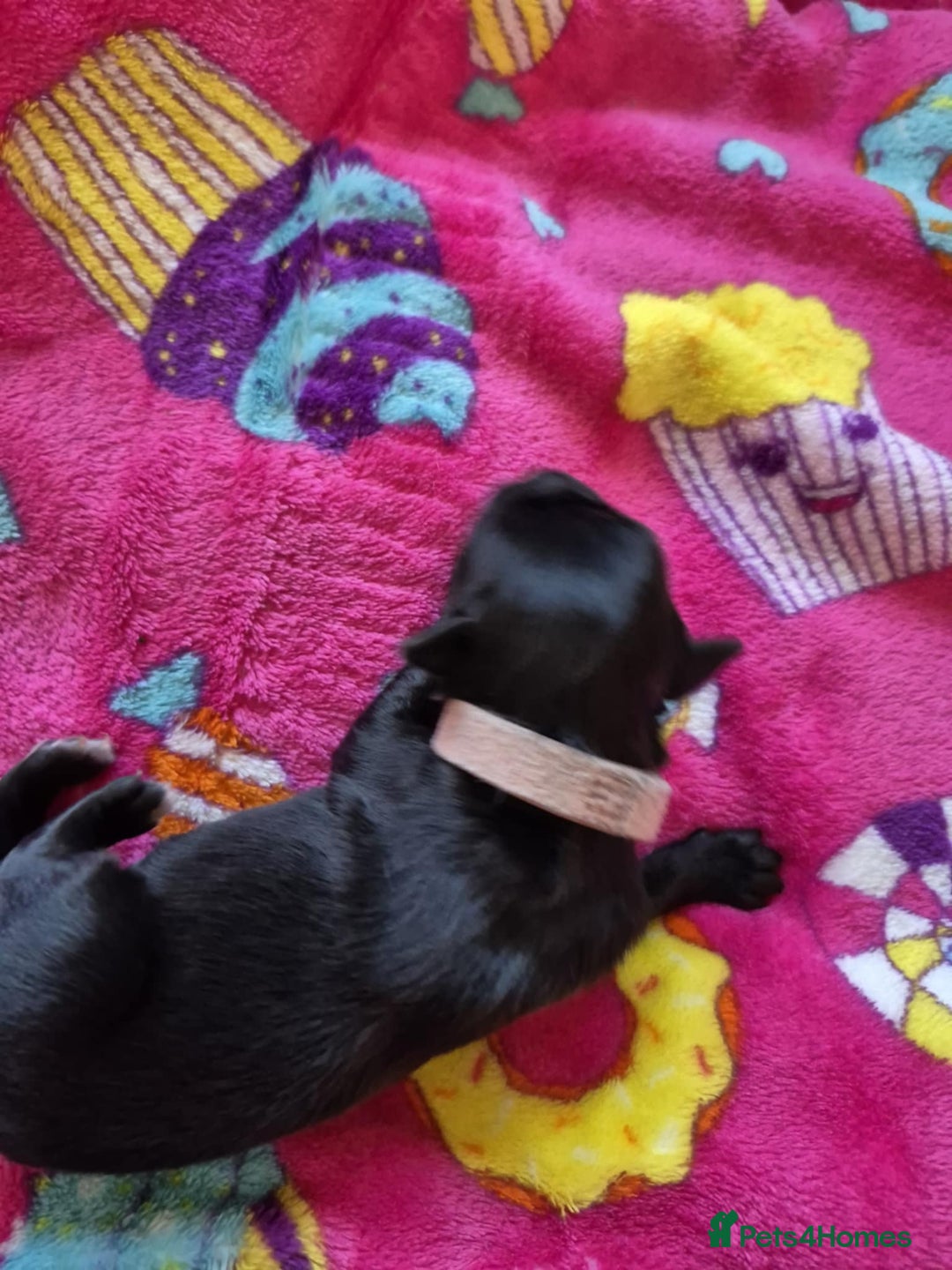 Mixed Breed dogs for sale: Mixed breed puppies for sale  - Advert 6