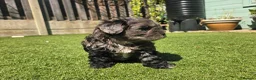 Lhasapoo dogs for sale: Stunning Lhasapoo Puppies. READY NOW! - Advert 9
