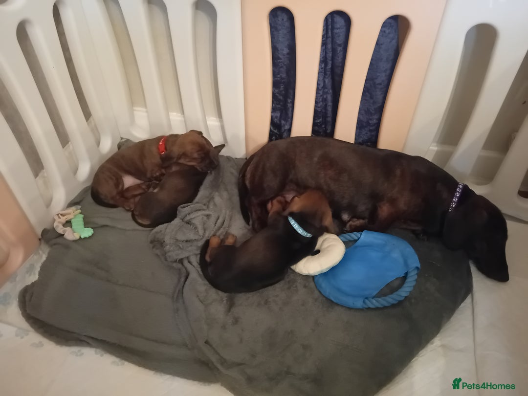 Miniature Dachshund dogs for sale: 3 gorgeous mini Dachshunds - Image 2