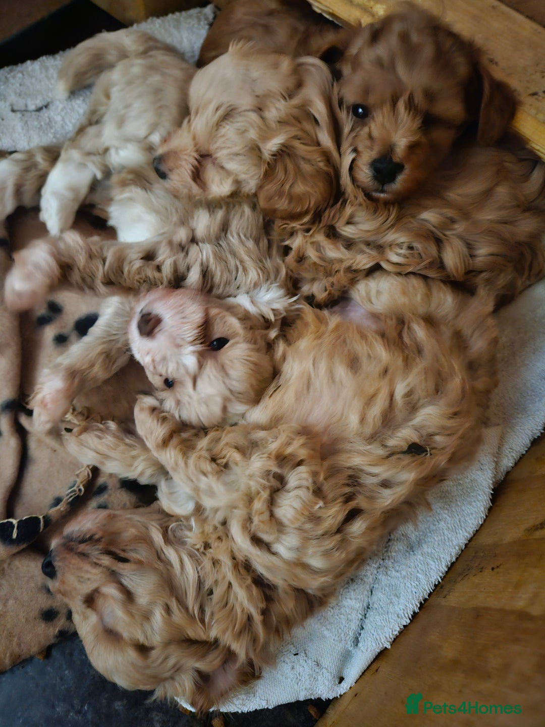 Maltipoo dogs for sale: Stunning Maltipoo Puppies ❤️  - Image 17