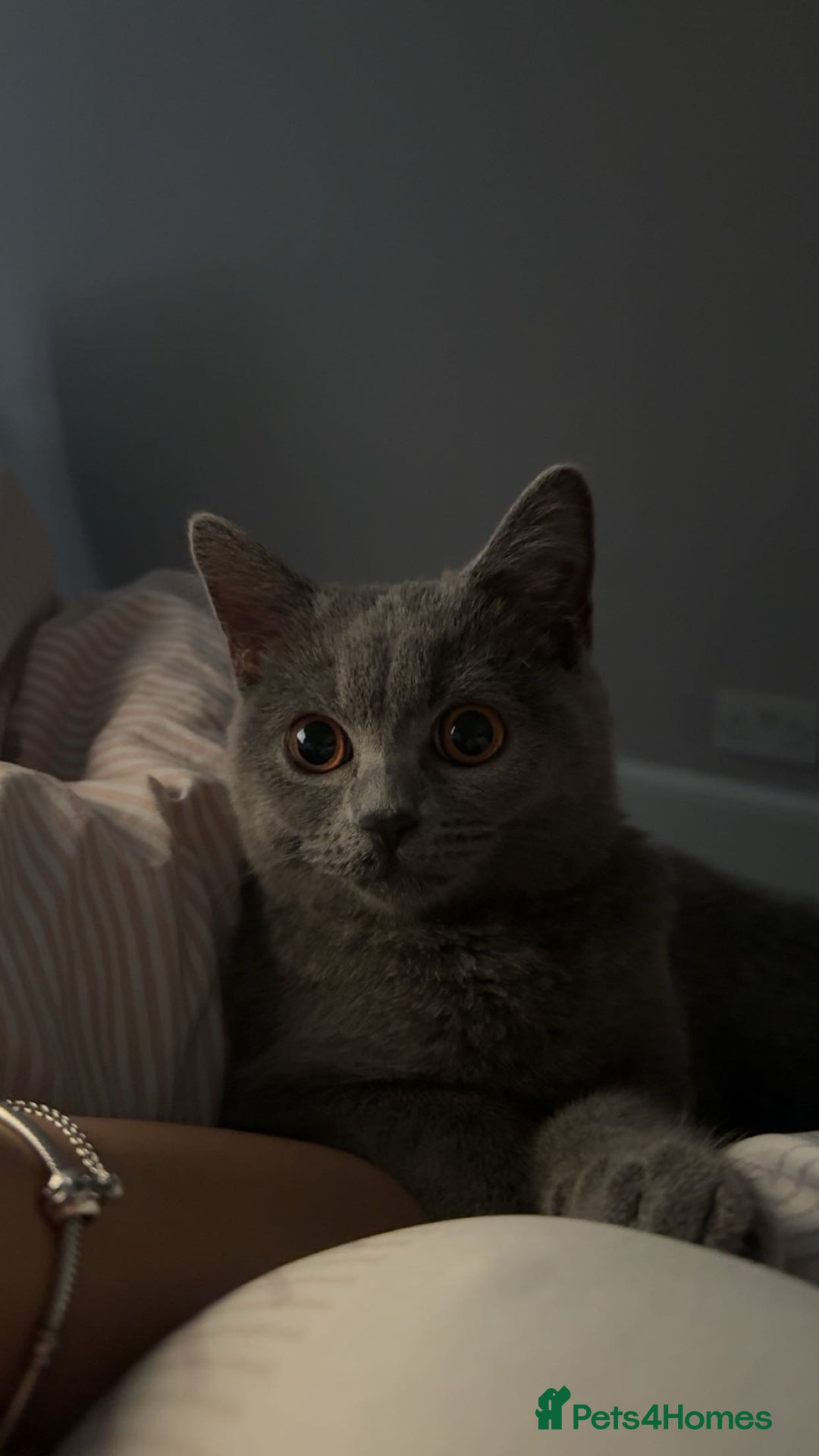 British Shorthair cats for sale: British shorthair kitten - Mochi  - Advert 6