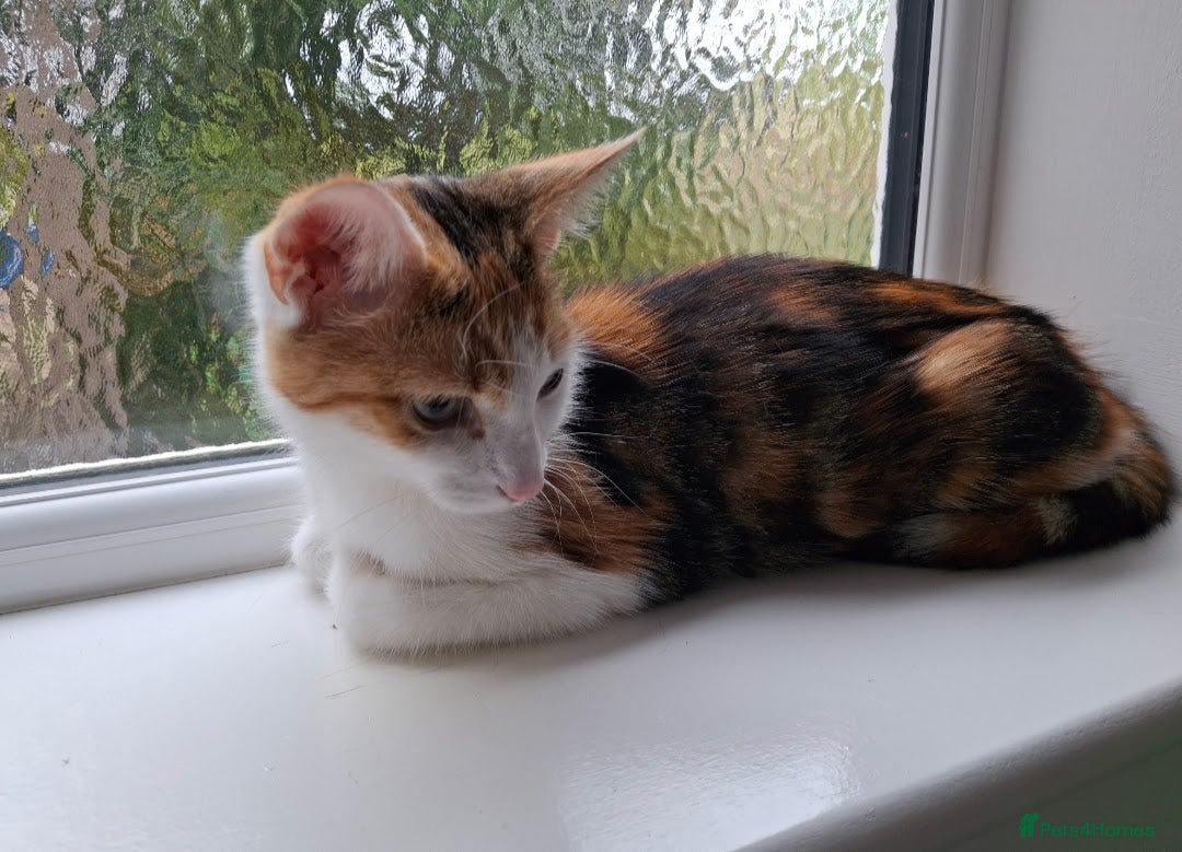 Maine Coon cats for sale: Absolutely Beautiful Half Maine Coon Male Kitten - Image 14