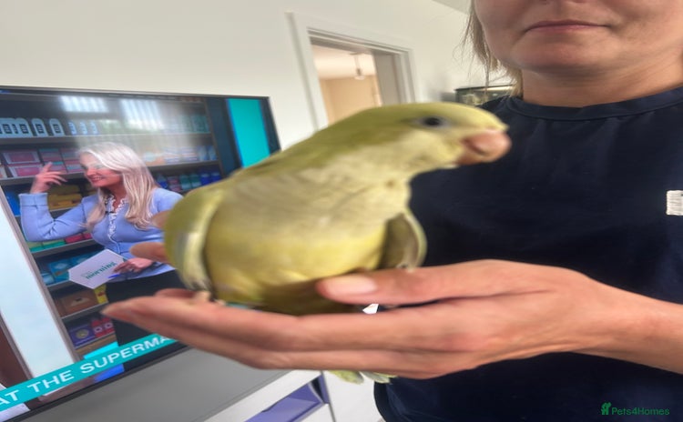 Parrots birds - Advert 5