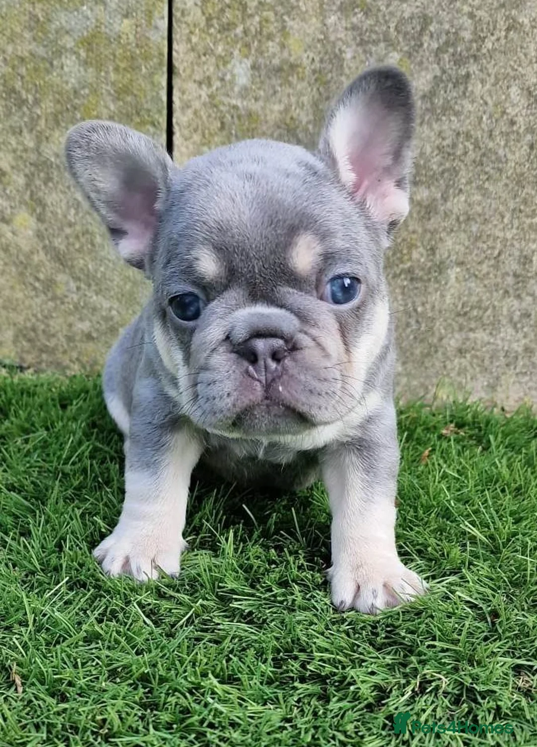 French Bulldog dogs for stud: Tiny 8kg Isabella and tan quad  - Advert 30