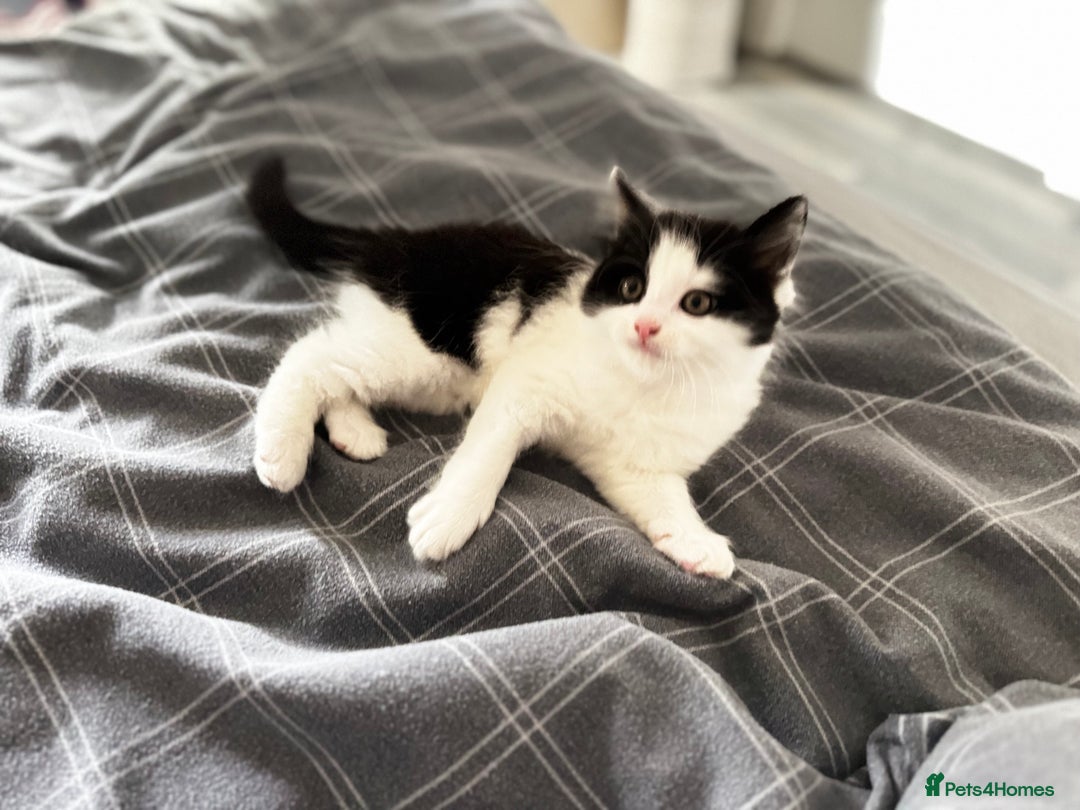 Domestic Shorthair cats for sale: Beautiful and adorable kittens for sale☺️ - Image 31
