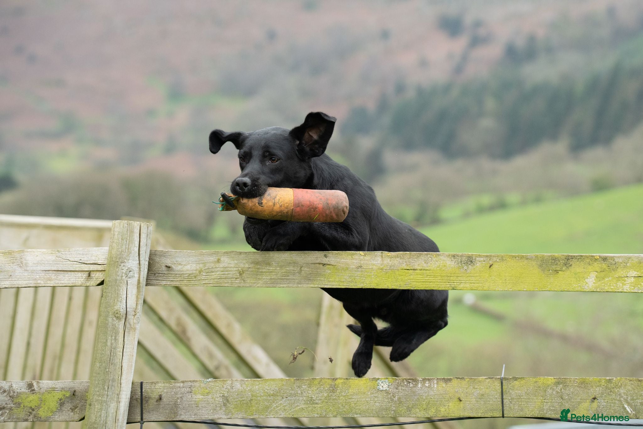 Labrador Retriever dogs Beautiful Black KC Reg Labrador Pups - Advert 5