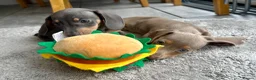Miniature Dachshund dogs for sale: Miniature Dutch hound puppies - Advert 8