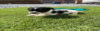 Jack Russell 1
