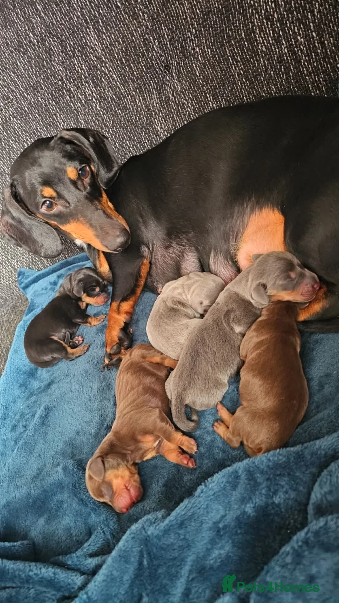 Miniature Dachshund dogs for sale: 3 beautiful girl miniature dachshund puppies - Advert 1