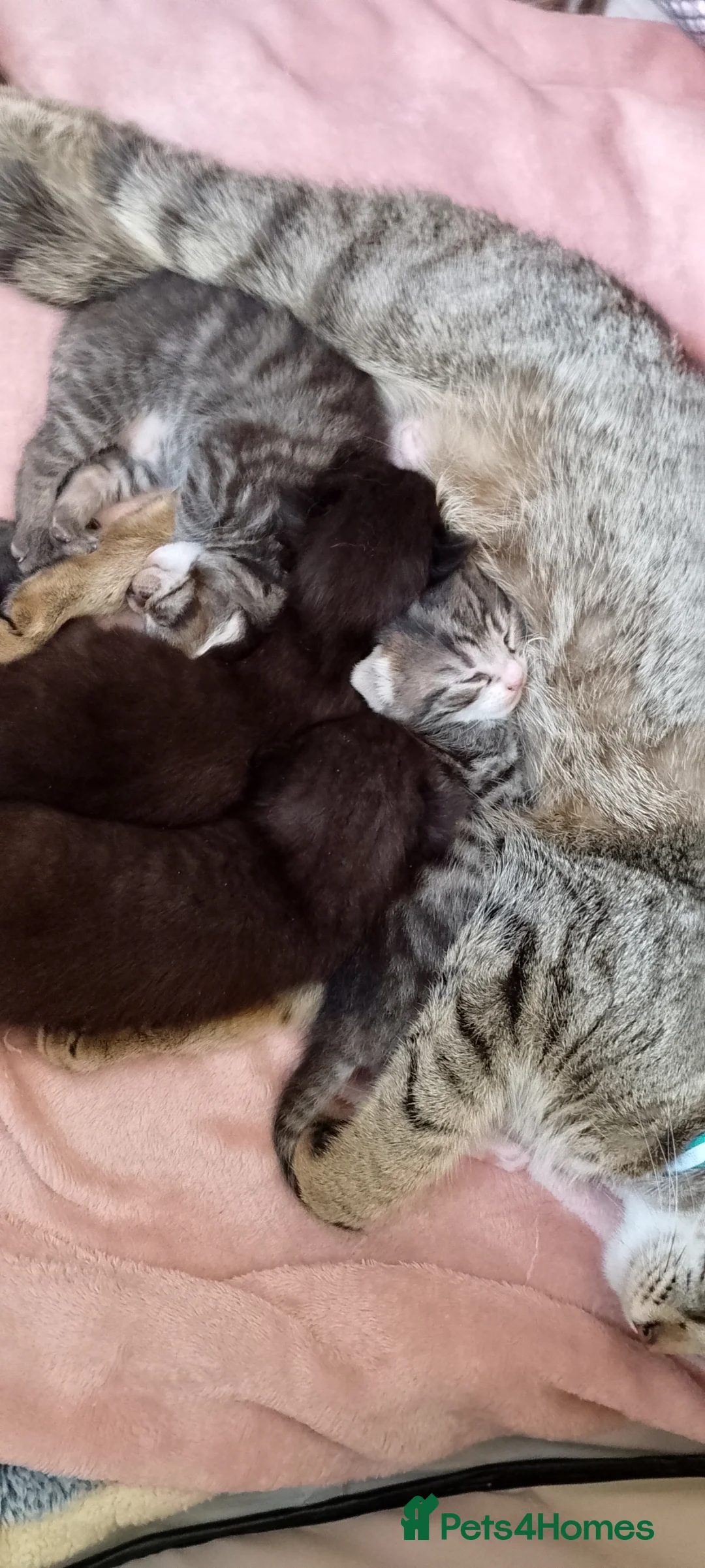 Mixed Breed cats for sale: 3 gorgeous boys available  - Advert 2