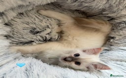 Ragdoll cats for sale: 4 Gorgeous Pure-Bred Ragdolls - Image 10