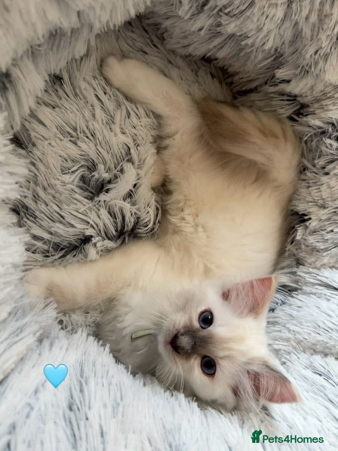 Ragdoll cats for sale: 4 Gorgeous Pure-Bred Ragdolls - Image 10