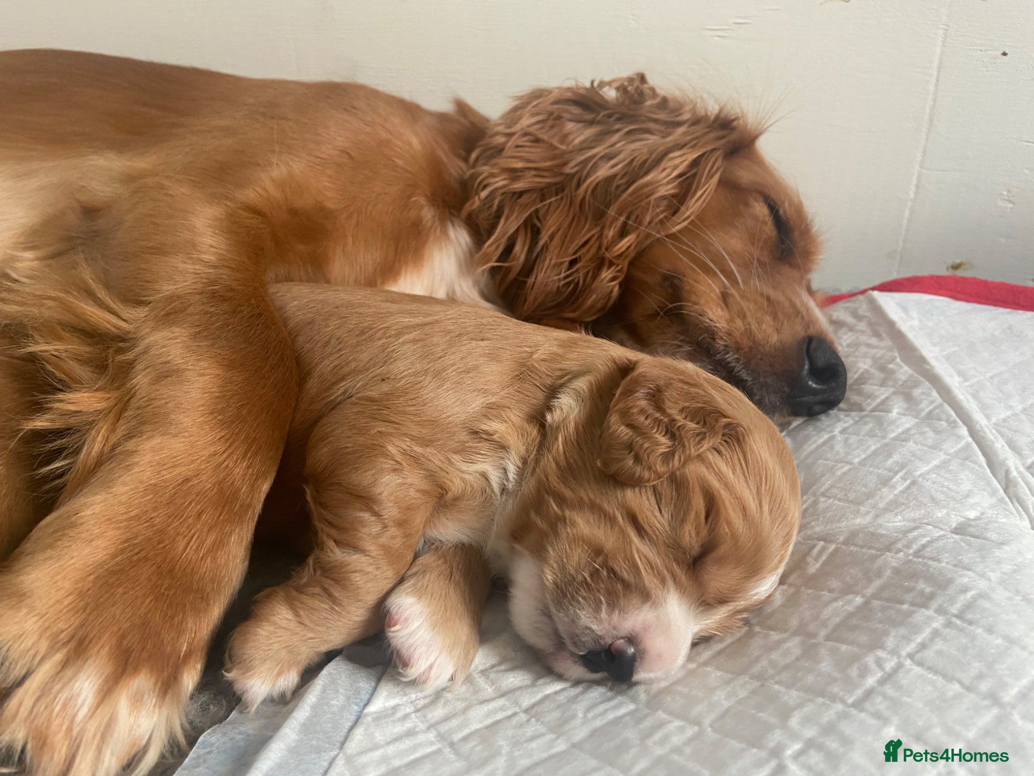Cocker Spaniel dogs Beautiful Cockerspaniel Puppies For Sale - Advert 2