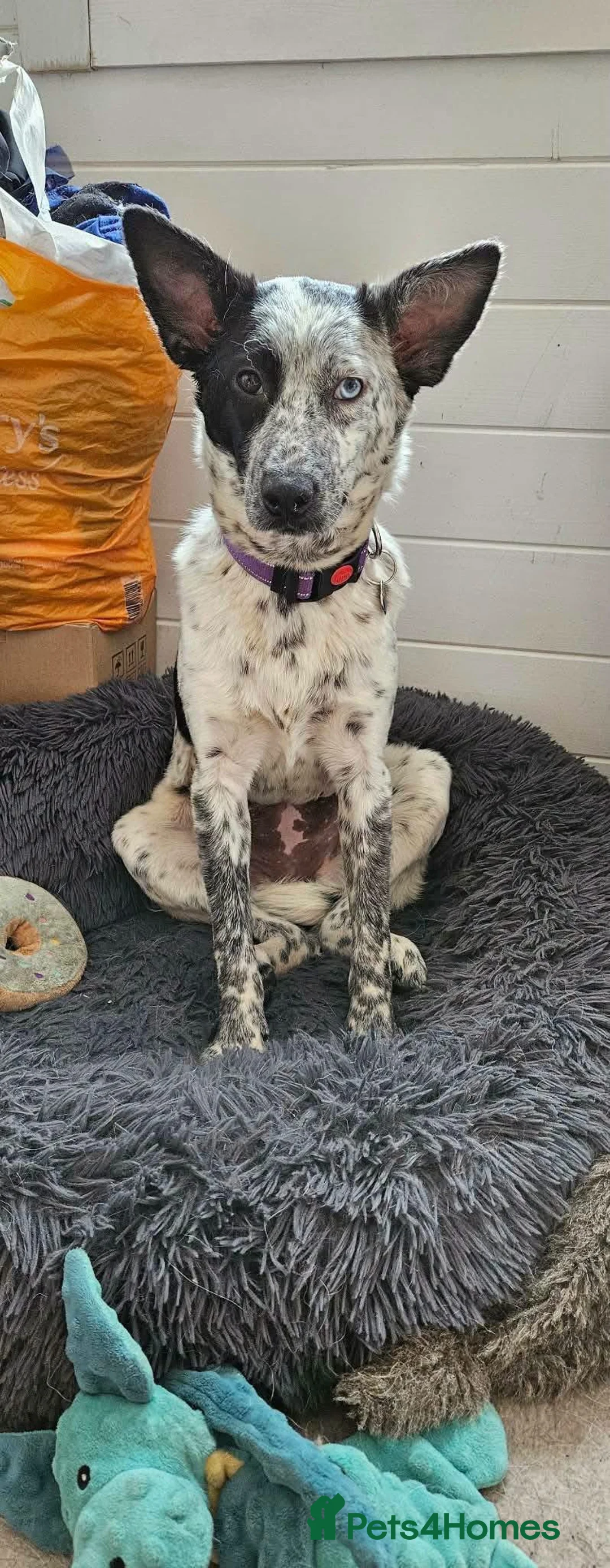 Mixed Breed dogs for adoption: Quirky Catra - Advert 5