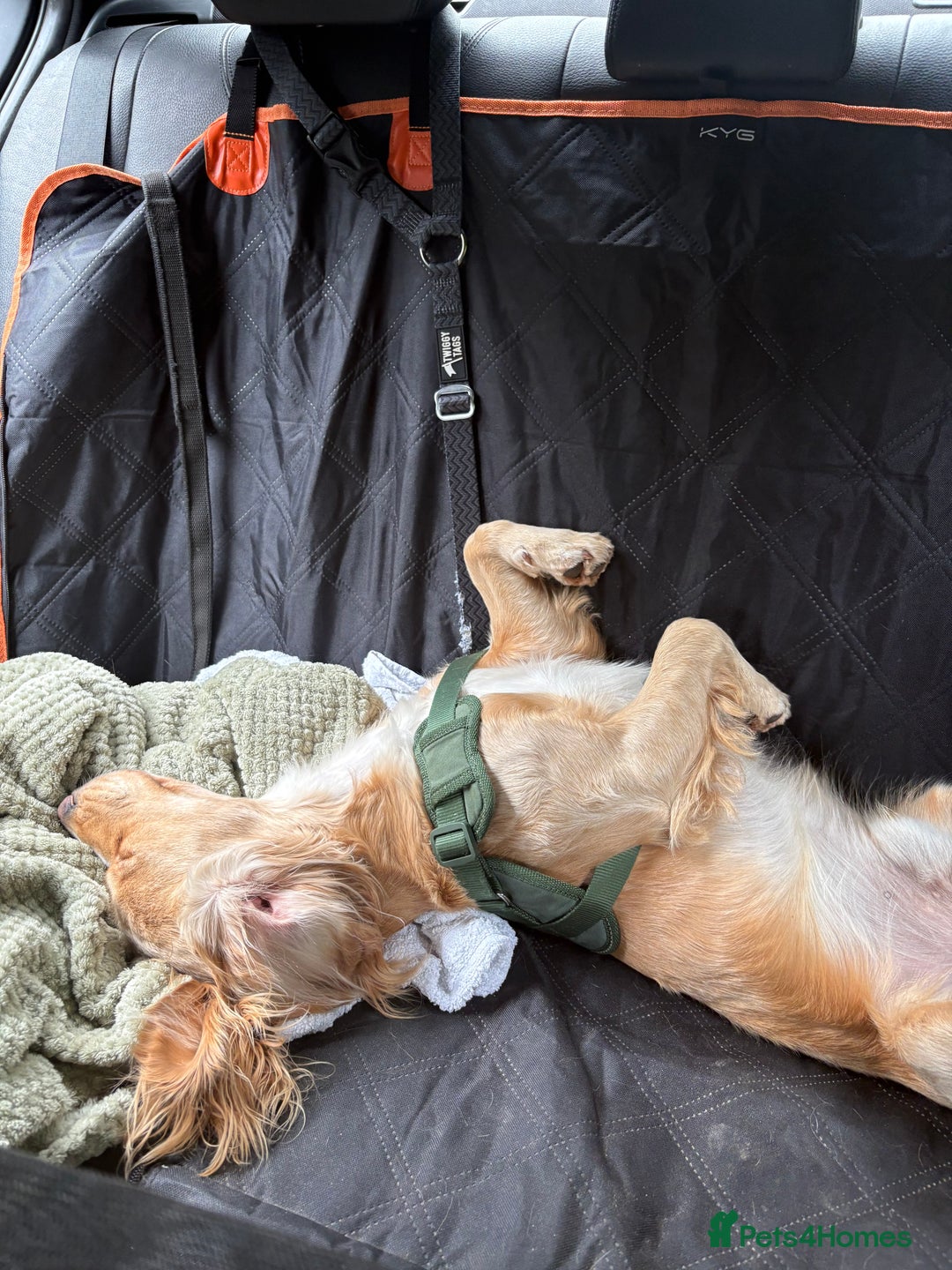 Cocker Spaniel dogs for stud: Gorgeous boy for stud (not for sale)  - Advert 3