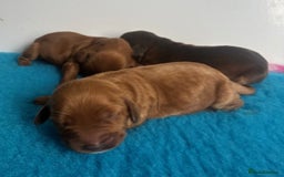 Cockapoo dogs for sale: ✨ Superb F1 Cockapoo pups ✨ - Image 9