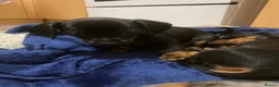 Miniature Dachshund dogs for sale: Stunning miniature dachshund puppies, 2 LEFT!!! - Advert 2