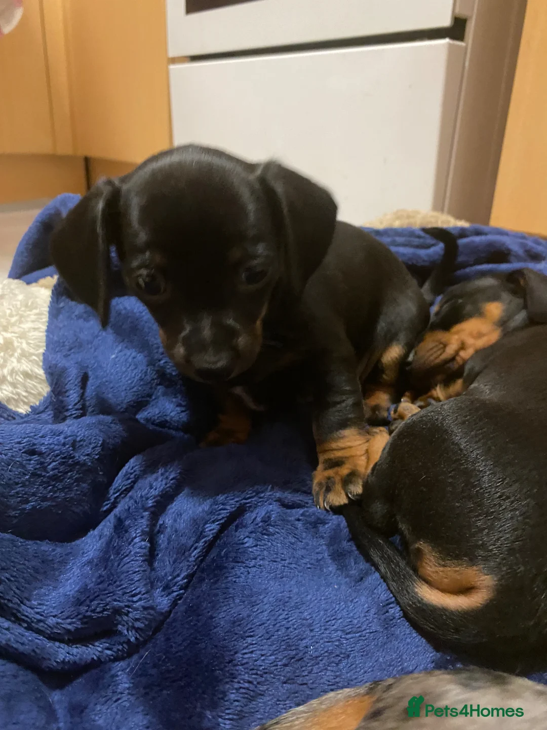 Miniature Dachshund dogs for sale: Stunning miniature dachshund puppies, 2 LEFT!!! - Advert 2