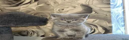 British Shorthair cats for sale: Adorable purebreed British shorthair kittens  - Advert 9