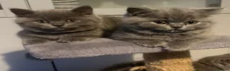 British Shorthair cats for sale: 5 beautiful British shorthair Kittens for sale  - Advert 7