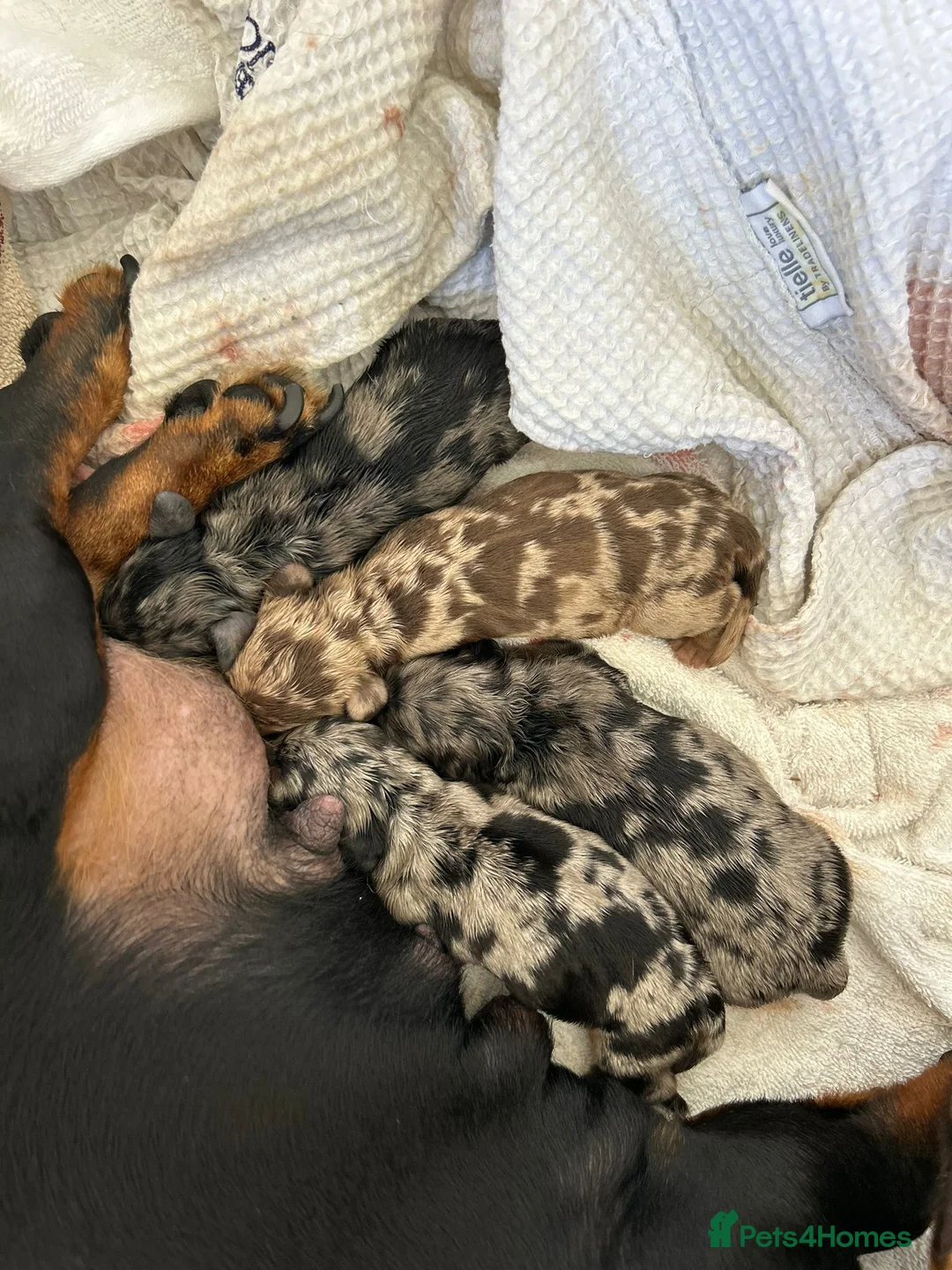 Miniature Dachshund dogs for stud: STUNNING CUPID AVAILABLE AT STUD - Advert 2