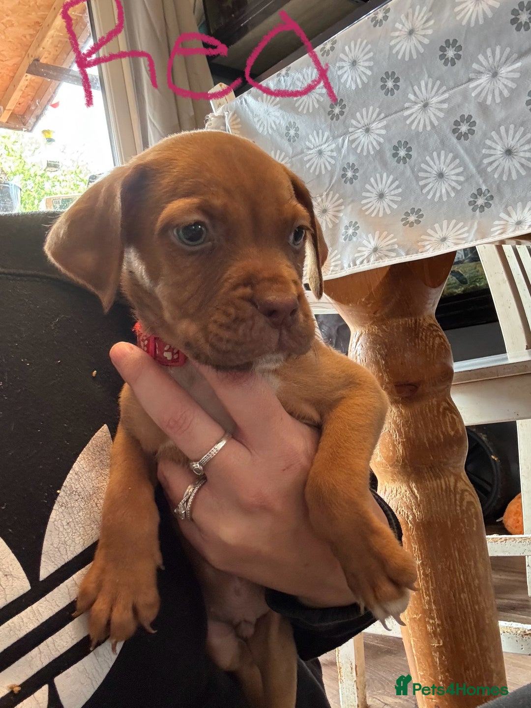 Mixed Breed dogs for sale: Dogue de bordeaux cross spaniel - Image 7