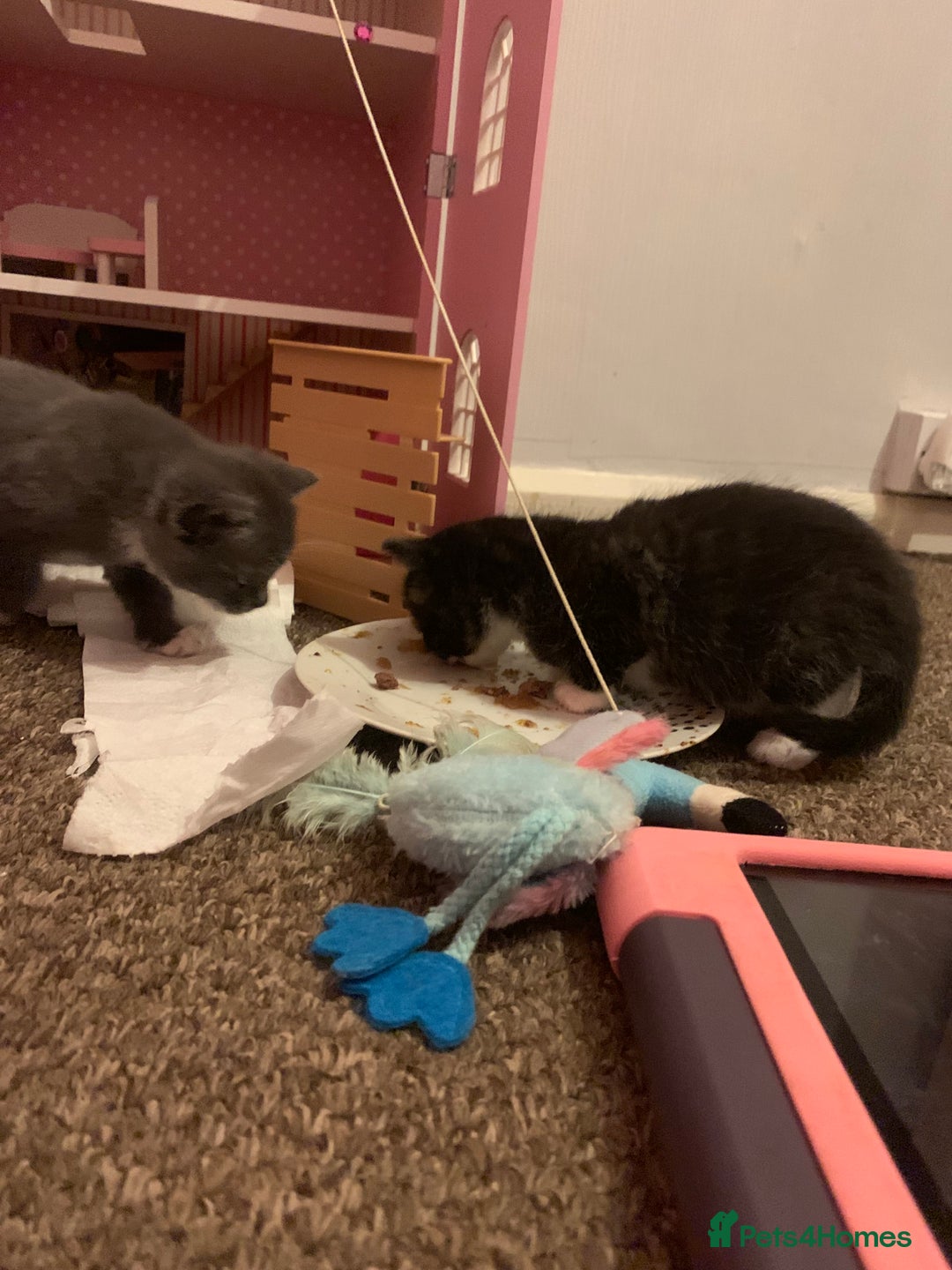 Mixed Breed cats for sale: Kittens  - Advert 20