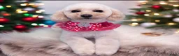 Cavapoochon dogs for sale: Cavapoochon Pups  - Advert 9