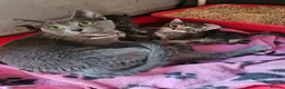 Mixed Breed cats for sale: Russian Blue x Long Hair Tabby in Horley - Advert 12