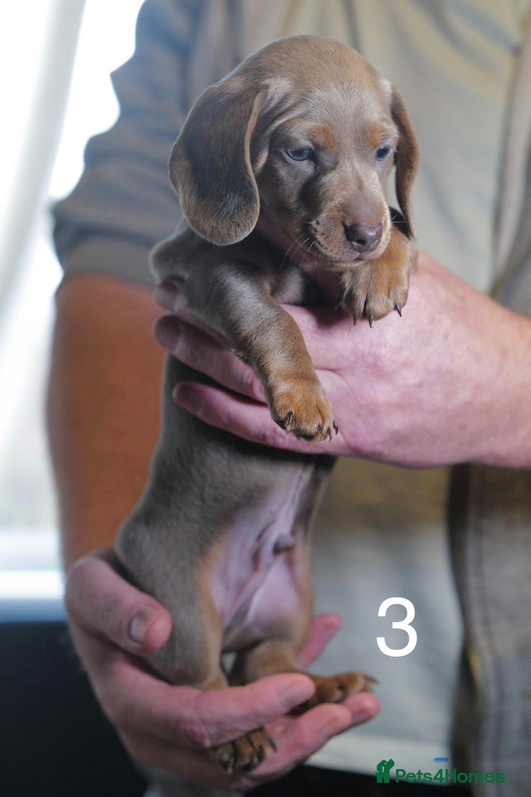 Miniature Dachshund dogs for sale: Adorable KC Registered Miniature Dachshund Puppies - Advert 6