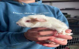 Guinea Pig rodents for sale: 2 little piggies  - Image 1