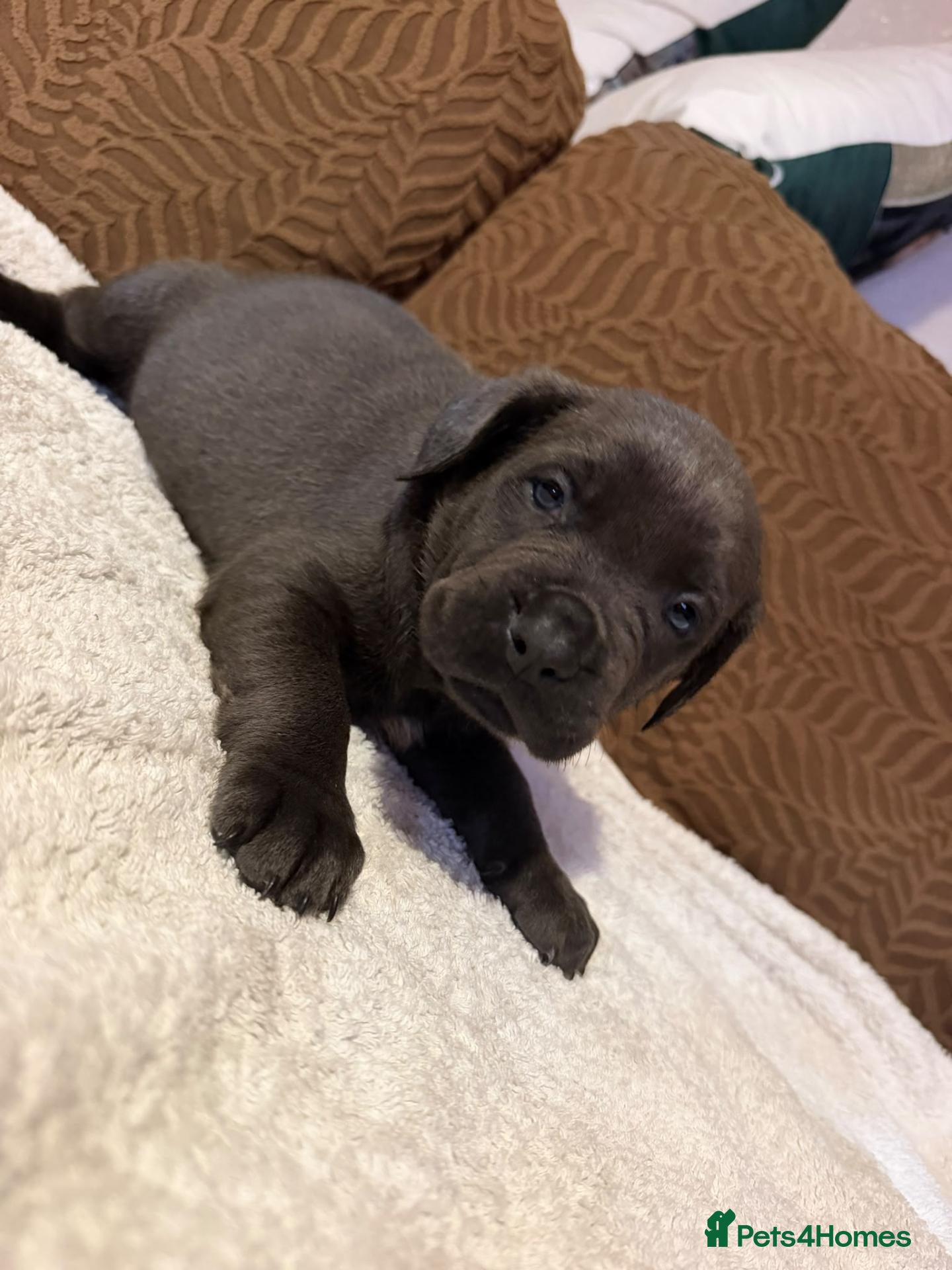 Mixed Breed dogs Stunning chunky pups - Advert 1
