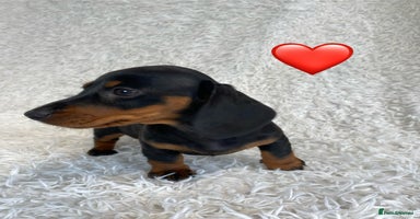 Miniature Dachshund dogs - Advert 6