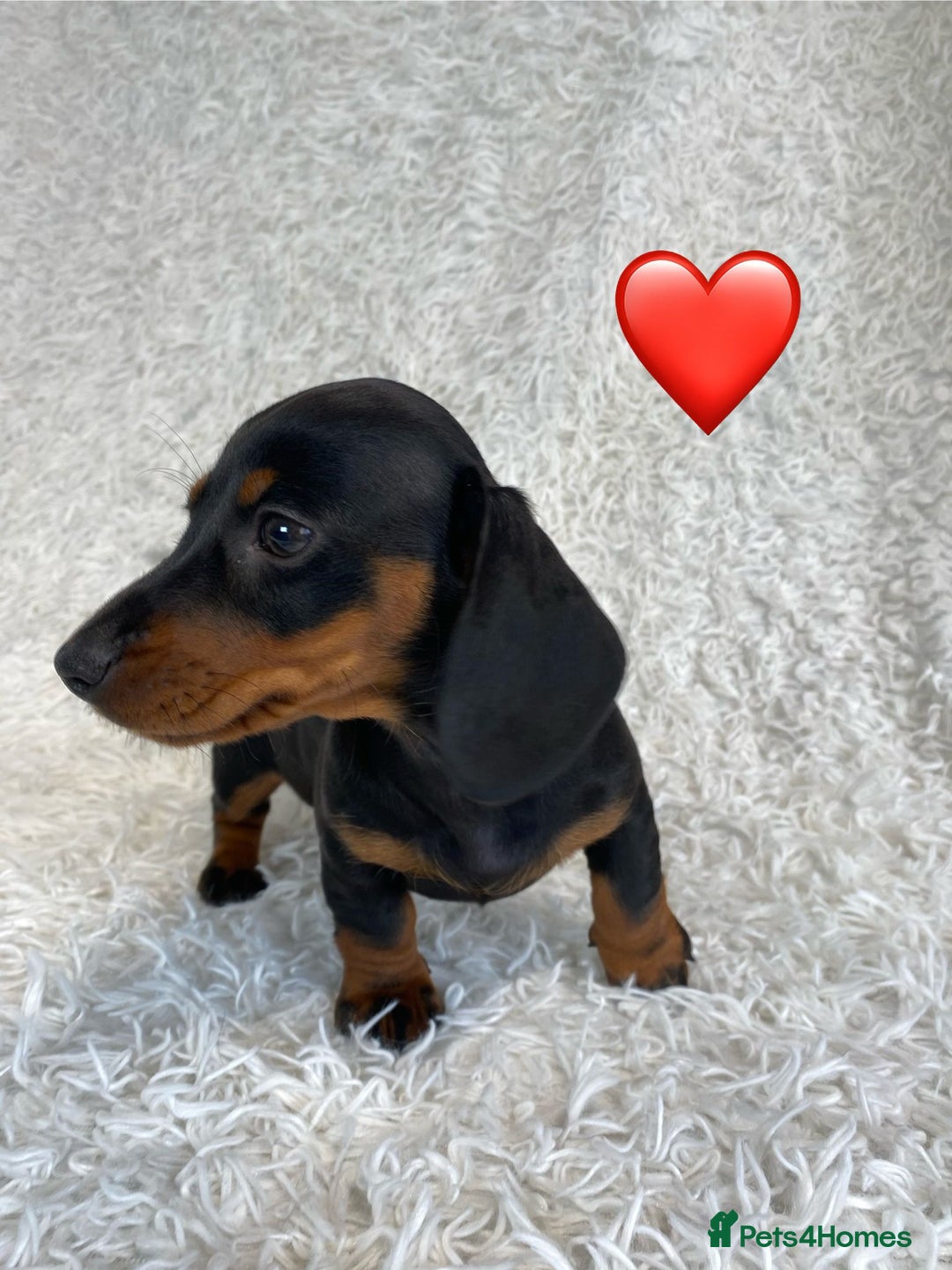 Miniature Dachshund dogs for sale: Miniature duscuhund  - Image 2