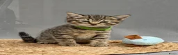 British Shorthair cats for sale: 🐾 5 Beautiful Kittens – British Shorthair Mum  - Advert 17