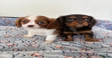 Cavalier King Charles Spaniel dogs - Advert 1