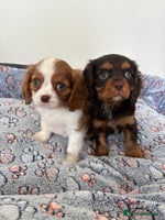 Cavalier King Charles Spaniel dogs - Advert 1